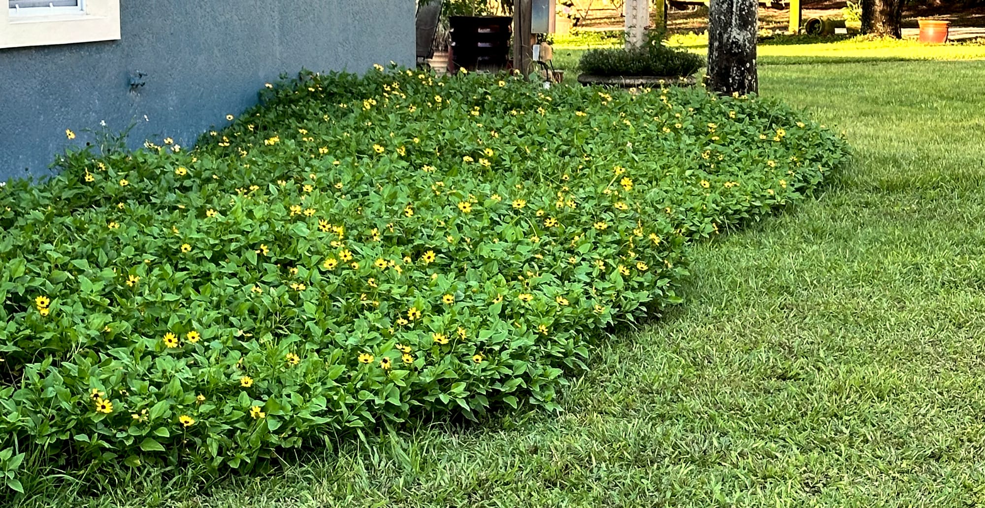 Dune Sunflower: A Bright and Hardy Florida Native