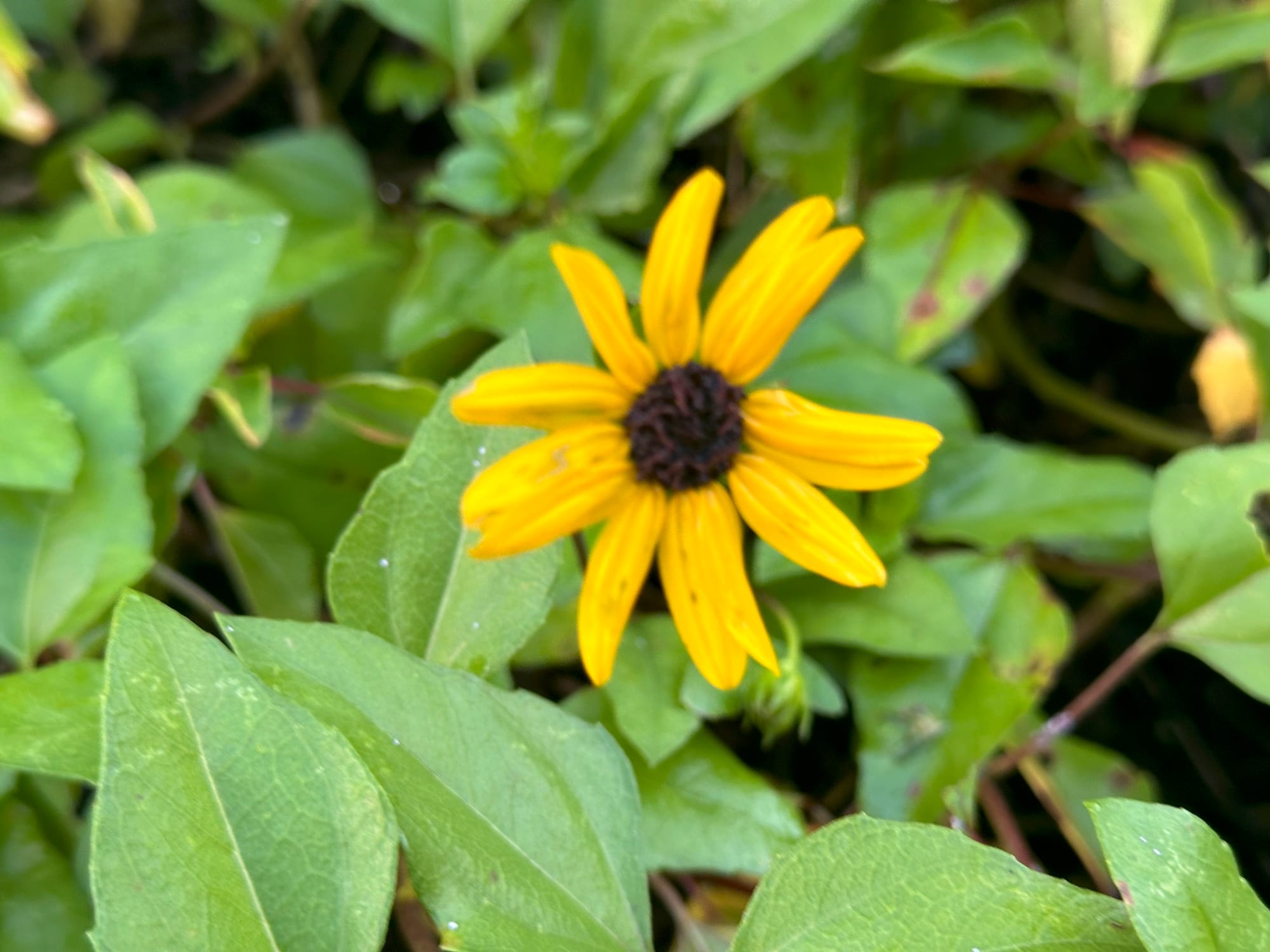 Dune Sunflower: A Bright and Hardy Florida Native