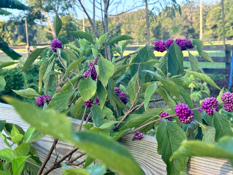 A Limited Number of American Beautyberry are in Stock!