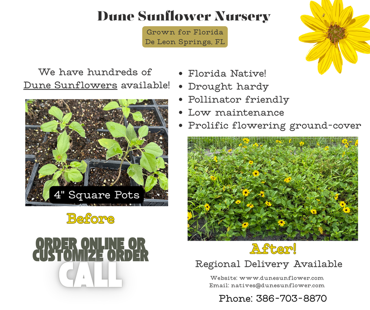 We Have Hundreds of Dune Sunflowers Available!