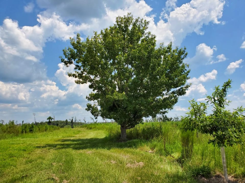 Sawtooth Oaks