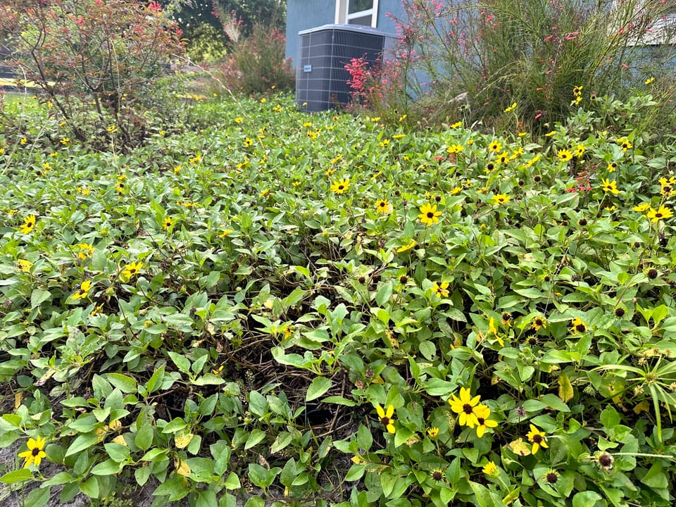 The 3 Subspecies of Dune Sunflower